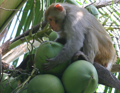 農(nóng)墾萬嘉果熱帶植物園